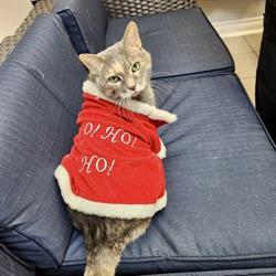 Animal Hospital Of Oak Ridges, opening hours