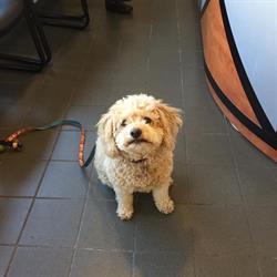 Kingston Road Animal Hospital in Toronto, ON (Upper Beaches) - Opening Hours