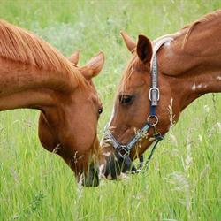 Harrogate Hills Riding School, Mount Albert, ON opening hours