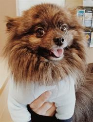 VCA Canada North Shore Veterinary Clinic, North Vancouver, BC opening hours