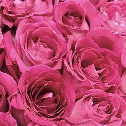 Mississauga Greenhouses & Florist, opening hours