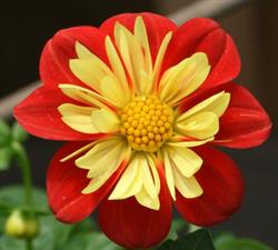 York Greenhouses & Garden Centre, opening hours