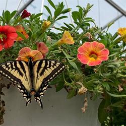 BMR Greenhouses & Water Gardens Ltd., Leduc County, AB opening hours