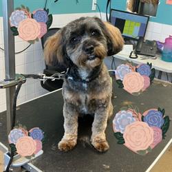 Centennial Pet Boarding & Grooming, Winnipeg, MB opening hours