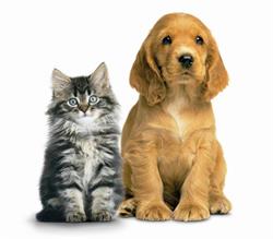 Pet Valu, Aurora, ON opening hours