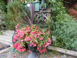 Anne Vanhoucke Country Garden Nursery, Tillsonburg, ON opening hours