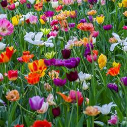 Mount Forest Greenhouses & Garden Centre, opening hours