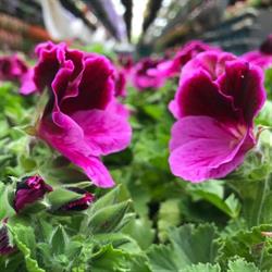 R.j. Roubos Greenhouses, Stoney Creek, ON opening hours
