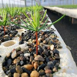 Mountain View Growers Inc., Summerland, BC opening hours