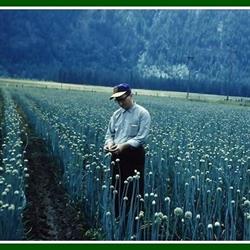 Hannas Seeds, Lacombe, AB opening hours