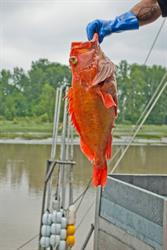 Lions Gate Fisheries Ltd, Delta, BC opening hours