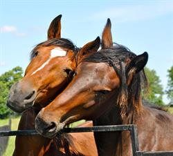 Standardbred Canada, Mississauga, ON opening hours