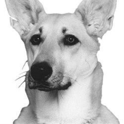 Winnipeg Pet Rescue Shelter, opening hours