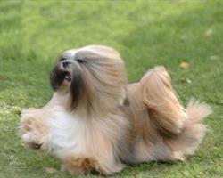 Classy Clipper Dog Grooming, Chilliwack, BC opening hours