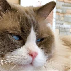 Bayviewwoods Animal Hospital, Richmond Hill, ON opening hours