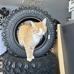Tire Pro, Grande Prairie, AB opening hours