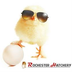 Rochester Hatchery, Westlock, AB opening hours