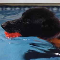 Fit Dogs in Toronto, ON (Riverside) - Opening Hours