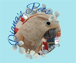 Diana's Pets & Trophies Ltd, Edson, AB opening hours