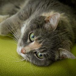 Meadowbrook Animal Clinic in Edmonton, AB (Southeast Edmonton) - Opening Hours