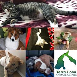 Terra Losa Animal Clinic in Edmonton, AB (West Edmonton) - Opening Hours