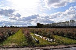 Andrews' Scenic Acres, Milton, ON opening hours