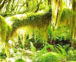 Rainforest Bed & Breakfast, Prince Rupert, BC opening hours
