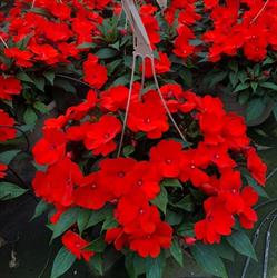 European Planters Inc, Niagara on the Lake, ON opening hours
