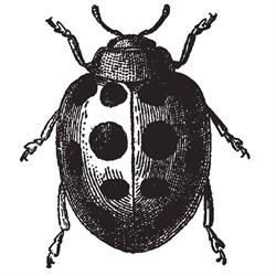 The Lady Bug Studio, Olds, AB opening hours