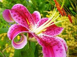 Four Seasons Floral and Gift Design in Vancouver, BC (Riley Park/South Cambie) - Opening Hours
