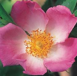 Wild Rose Licence & Registry Ltd in Calgary, AB (Oakridge) - Opening Hours