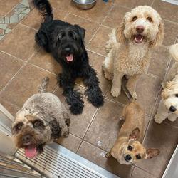 4 Paws Pet Resort Inc, Berry Mills, NB opening hours