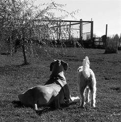 Happy Tails and Floppy Ears, Ilderton, ON opening hours