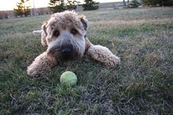 Springfield Kennels, Cochrane, AB opening hours