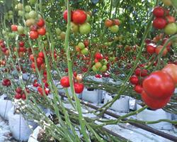 Glanford Greenhouses, Victoria, BC opening hours