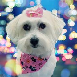 Danielle S Dog Grooming Studio, Abbotsford, BC opening hours