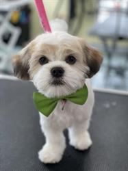 Beaute Canine Pierrefonds, opening hours