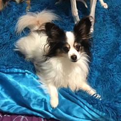 Dog Grooming By Darci, Winnipeg, MB opening hours