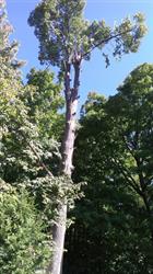 Undercut Tree Svc in Ottawa, ON (West Centre Town - Little Italy - Civic Hospital East) - Opening Hours