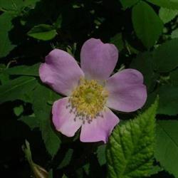 Wild Rose Animal Clinic Ltd, Fort Saskatchewan, AB opening hours