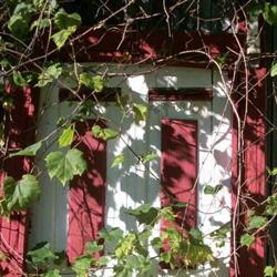 Balleycanoe & Co, Mallorytown, ON opening hours