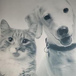Veterinarian Hospital La Prairie Inc., opening hours