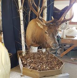 Dawn Til Dusk Taxidermy, Tappen, BC opening hours