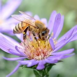 Planet Bee Honey Farm, Vernon, BC opening hours