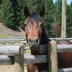 A P Guest Ranch, Merritt, BC opening hours