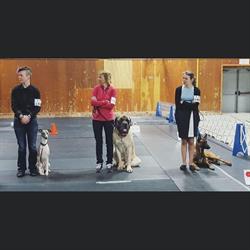 Companion Dog Trainers Ltd, St. John's, NL opening hours