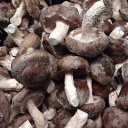 Weth Mushrooms Inc, Goderich, ON opening hours