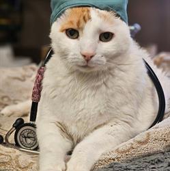 Lafontaine Veterinary Clinic, Rockland, ON opening hours