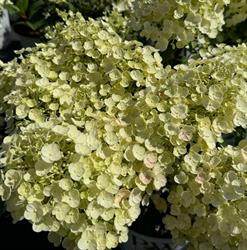 Springwater Garden Center Inc, Phelpston, ON opening hours