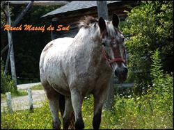 Ranch Massif Du Sud Inc, Saint-Philémon, QC opening hours